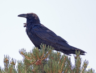 Raven 1801